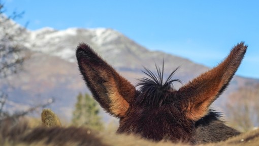 A close up of dark brown donkey's ears with a mountain in the background