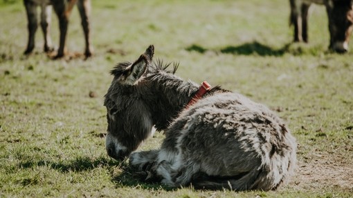 Un asino grigio sdraiato in un campo in erba.