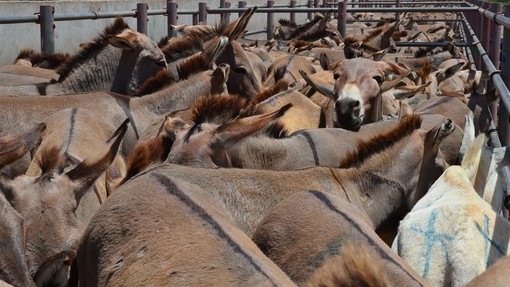 A large group of donkeys cramped together at a Tanzania market