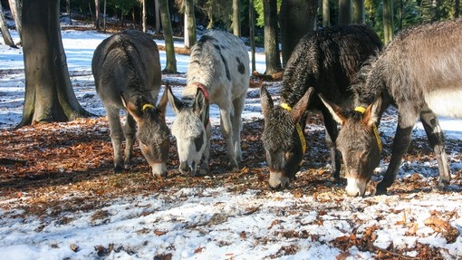 Four donkeys grazing in a wooded snowy area