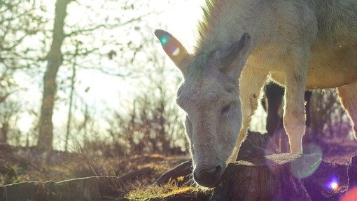 A white donkey smelling a tree stump in a wooden area