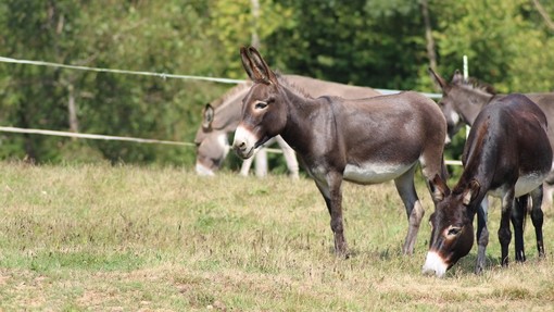 Two brown donkeys standing and grazing in a field