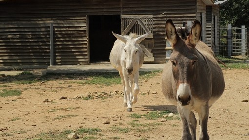 A brown and white donkey walking towards the camera from their shelter