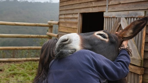 A women with brown hair wearing a blue jumper hugging a dark brown donkey as it rests its head on her shoulder.