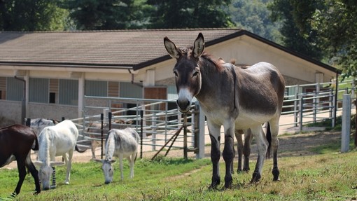 A grey and brown donkey looking towards camera with other donkeys grazing behind