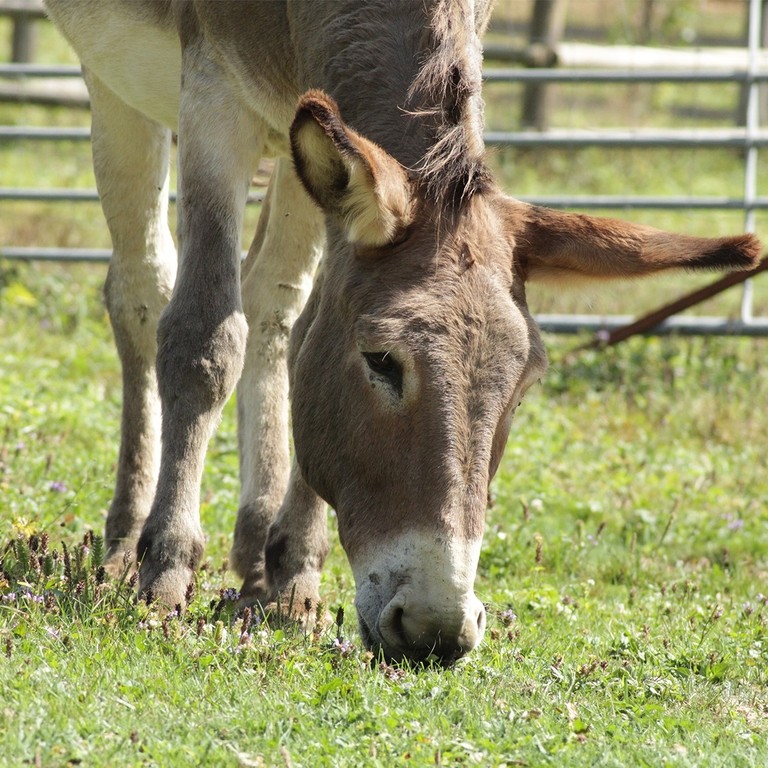 Un primo piano di un asino grigio che pascola in un campo.