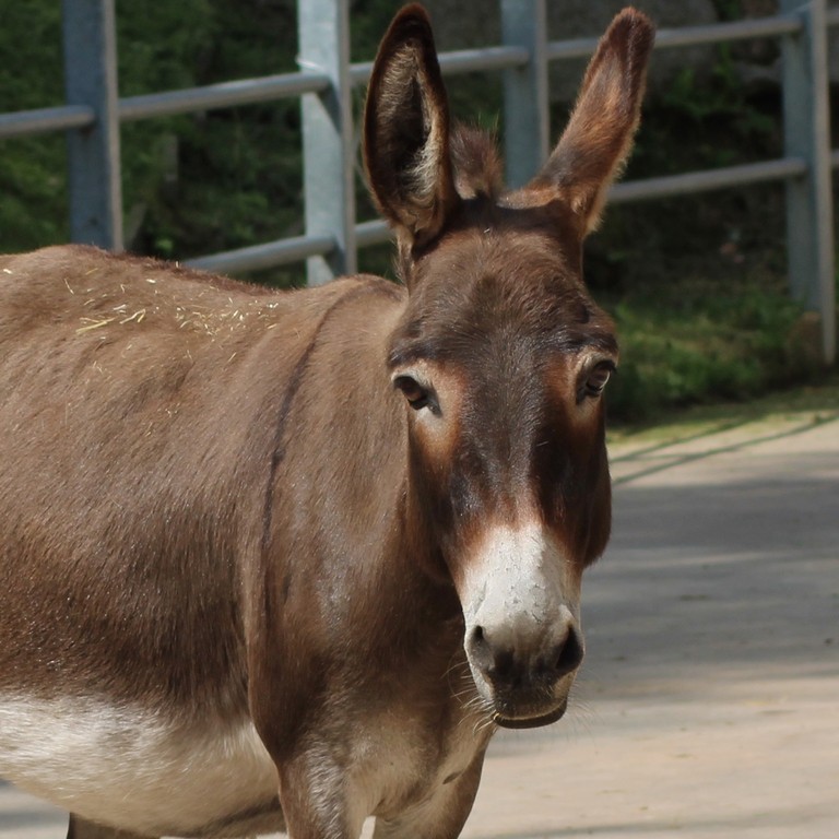 Un primo piano di un asino marrone che guarda dritto verso la telecamera.