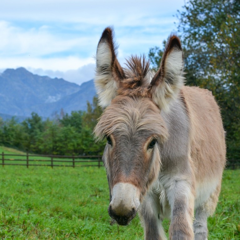  Un asino grigio in un campo che cammina verso la telecamera con le montagne sullo sfondo