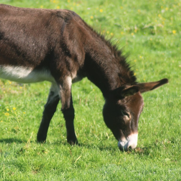Un primo piano di un asino marrone scuro che pascola in un campo erboso.
