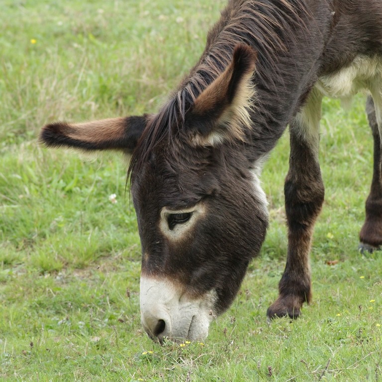 Un asino marrone scuro con capelli lunghi che pasce in un campo erboso.