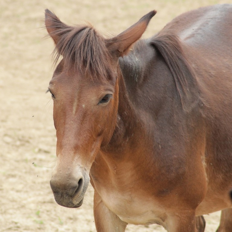 Un primo piano di un mulo marrone stava in un recinto di sabbia