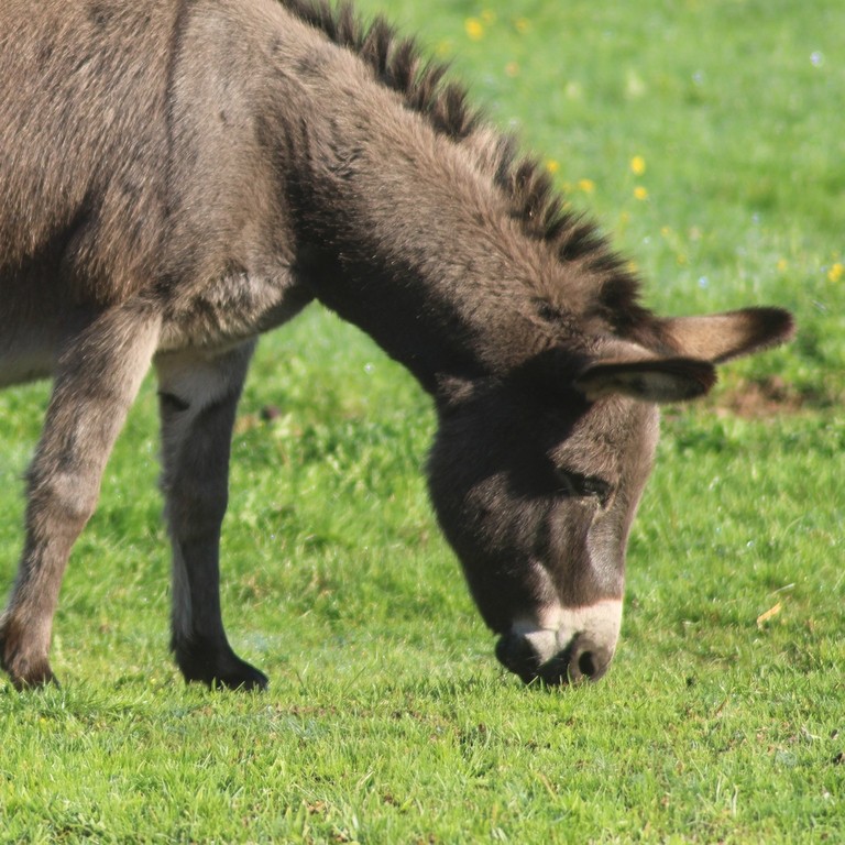 Un primo piano di un asino grigio che pascola in un campo.