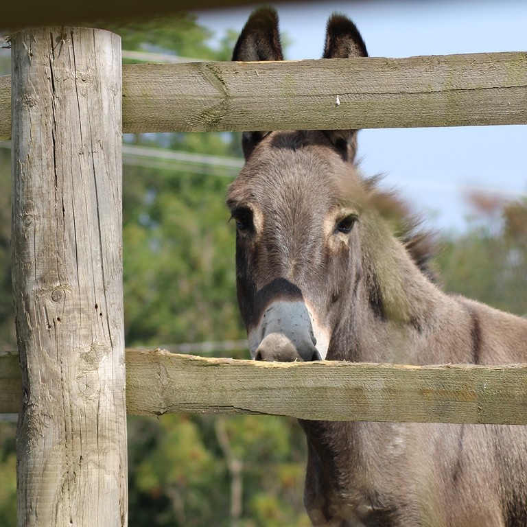 A grey donkey with a white nose looking out from behind a wooden fence