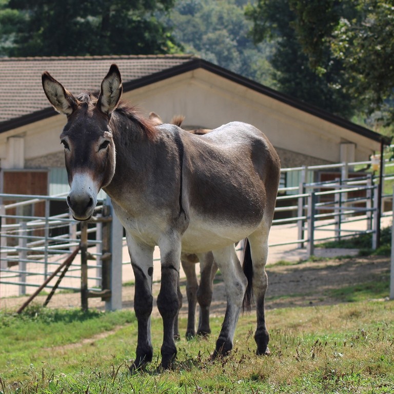 Un asino grigio e marrone che guarda verso la macchina fotografica con altri asini che pascolano dietro.