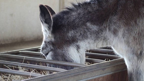 Un primo piano di un asino grigio che mangia paglia da un alimentatore di metallo.