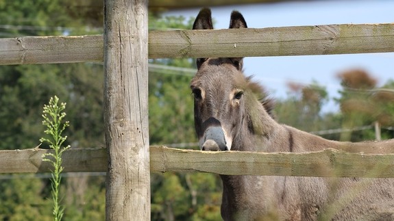 A grey donkey looking towards the camera from behind a fence
