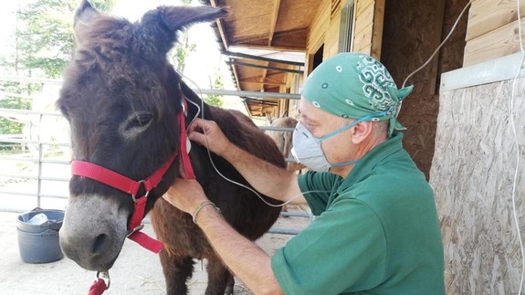 A veterinarian wearing green clothes using a stethoscope to check a brown donkeys heartbeat.