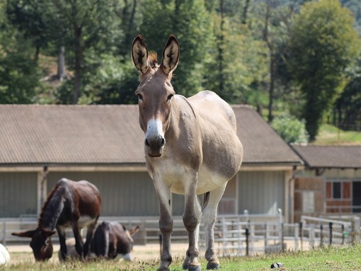 A grey donkey stood in an outside paddock in front of three donkeys grazing and a barn.