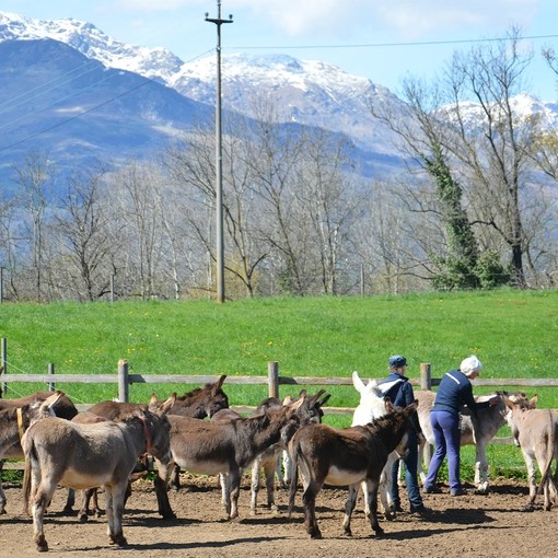  Una mandria di asini grigi e marroni stava davanti a un recinto con le montagne sullo sfondo.