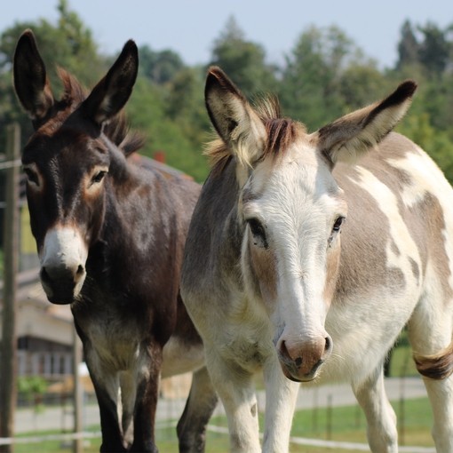 Two donkeys, one brown and one white and grey, stood outside in a paddock looking towards the camera.