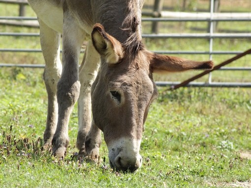 Un asino grigio che pasce in un campo.