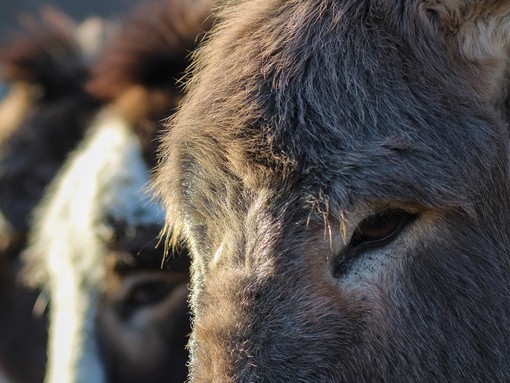 A close up of three donkey faces that shows their eyes.