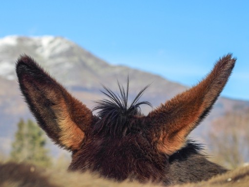Un primo piano delle orecchie dell'asino marrone scuro con una montagna sullo sfondo.