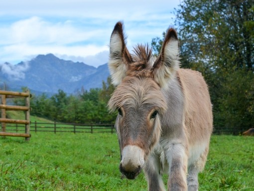  Un asino grigio in un campo che cammina verso la telecamera con le montagne sullo sfondo