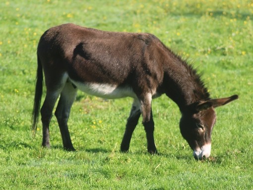 Un asino marrone scuro che pasce in un campo erboso.