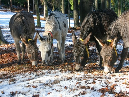 Four donkeys grazing in a wooded snowy area