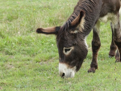 A dark brown donkey with long hair grazing in a grassy field.