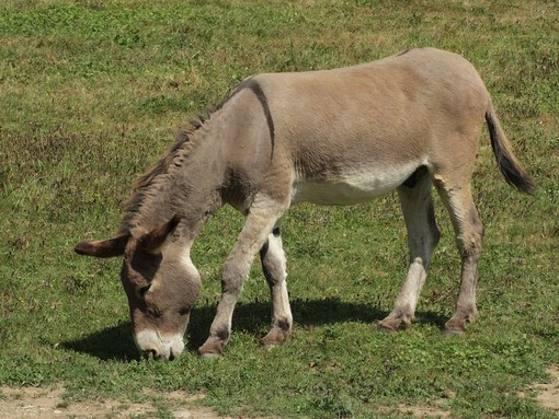 A grey donkey grazing on grass in a paddock