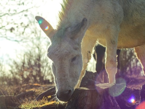 A white donkey smelling a tree stump in a wooden area