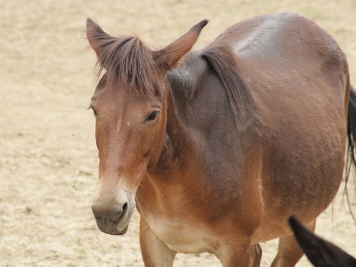 Un mulo marrone stava in un recinto di sabbia