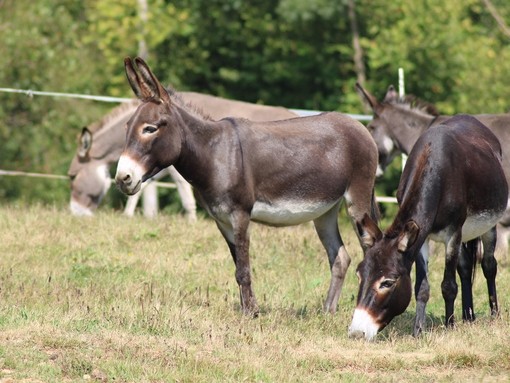  Due asini marroni che stanno e pascolano in un campo.