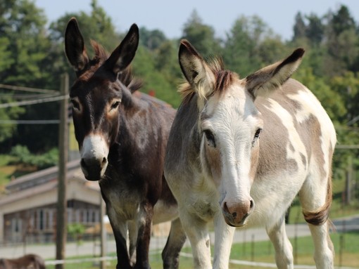  Due asini, uno marrone e uno bianco e grigio, stavano fuori in un recinto e guardavano verso la telecamera.