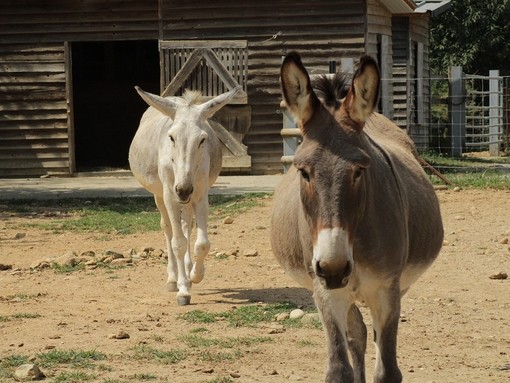 Un asino marrone e bianco che cammina verso la telecamera dal loro rifugio