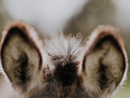 A close up of donkey ears