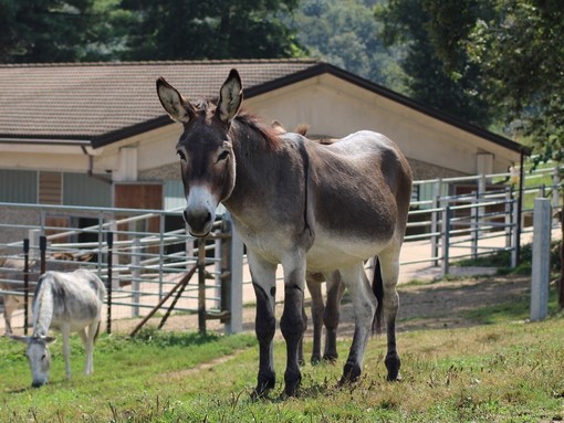 Un asino grigio e marrone che guarda verso la macchina fotografica con altri asini che pascolano dietro.
