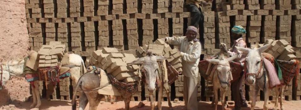 Asini impegnati nel trasporto dei mattoni (fonte: The Donkey Sanctuary)