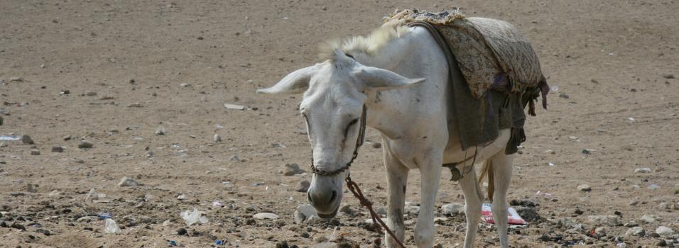 A tourist donkey taxi at the Giza Pyramids
