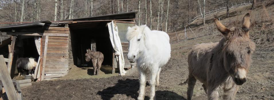 2 donkeys, one mare and two ponies helped n Bardonecchia