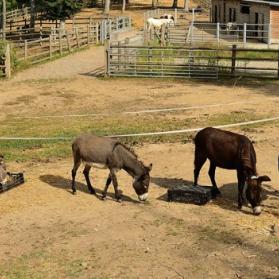 Donkeys in group at Il Rifugio degli Asinelli
