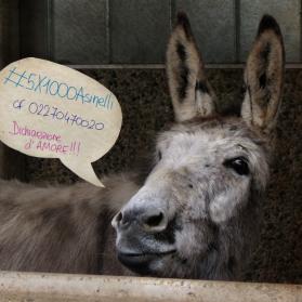 Donkey Amy reminds that it is possible to donate 5X1000 to our Rifugio inserting code 02270470020 in your tax declaration