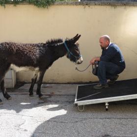 Our Welfare Officer Fabrizio with donkey Charlie
