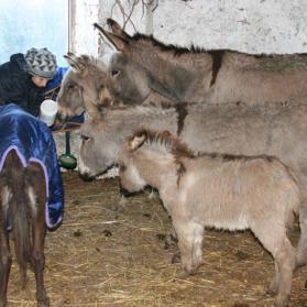Barbara Massa during Colleferro's seizure offering emergengy care to a group of donkeys