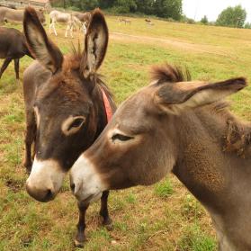 Donkeys Bluto and Carlotto close to each other