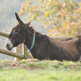 Moro, born in 1982, was our oldest donkey