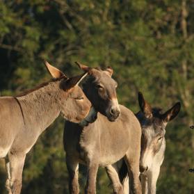 Three giant donkeys are playing in their paddock