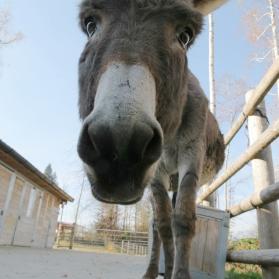 Donkey Vincenzino has been rescued in Valsesia, Novara
